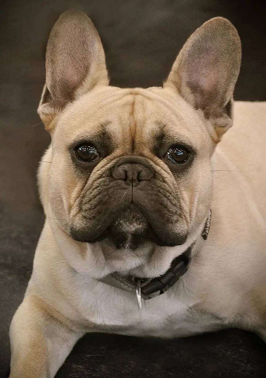 Como Prevenir Infecção Ocular em Cães: Um Guia Completo