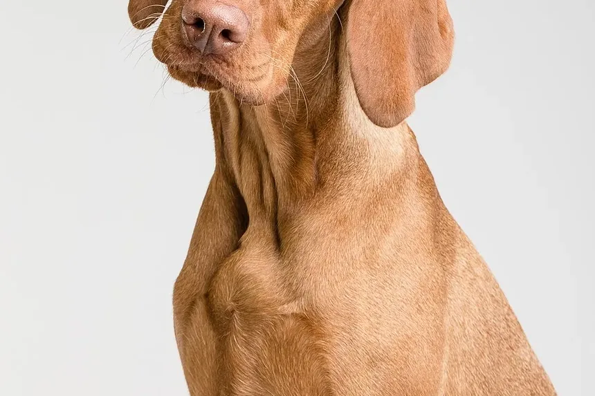 Como Prevenir Infecção Ocular em Cães: Um Guia Completo
