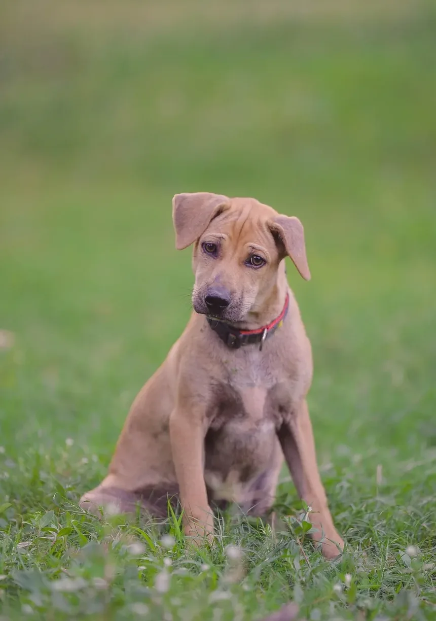 Como Prevenir Larvas em Cães: Um Guia Completo