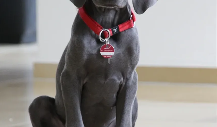Como Prevenir Larvas em Cães: Um Guia Completo