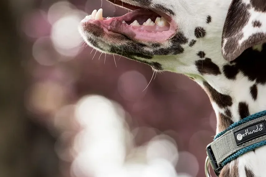 Como Prevenir Larvas em Cães: Um Guia Completo