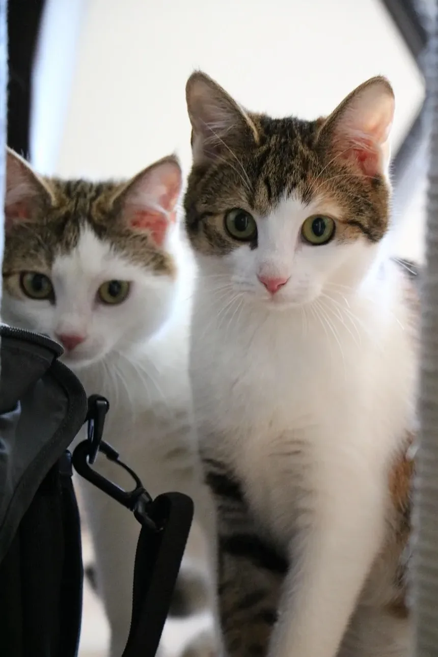Como Saber Se Seu Gato Está com Micose