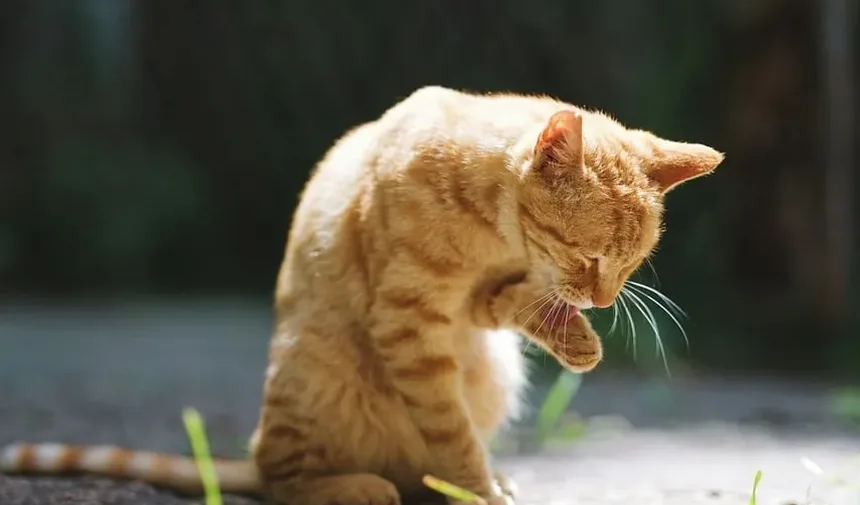 Como Saber Se Seu Gato Está com Micose