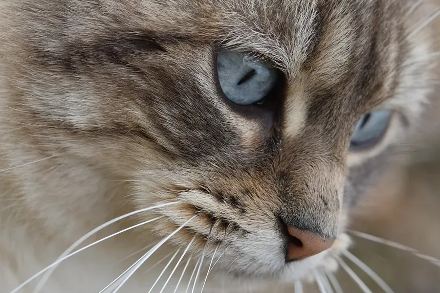 Como Saber Se Seu Gato Está com Micose