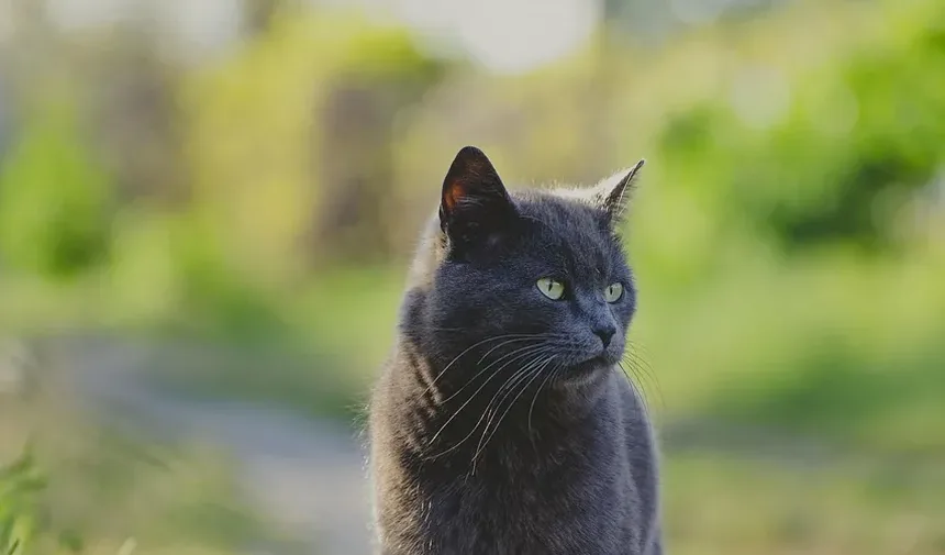 Como Saber Se Seu Gatinho Tem Vermes ou Parasitas