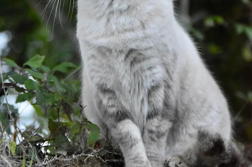 Como Saber Se Seu Gatinho Tem Vermes ou Parasitas