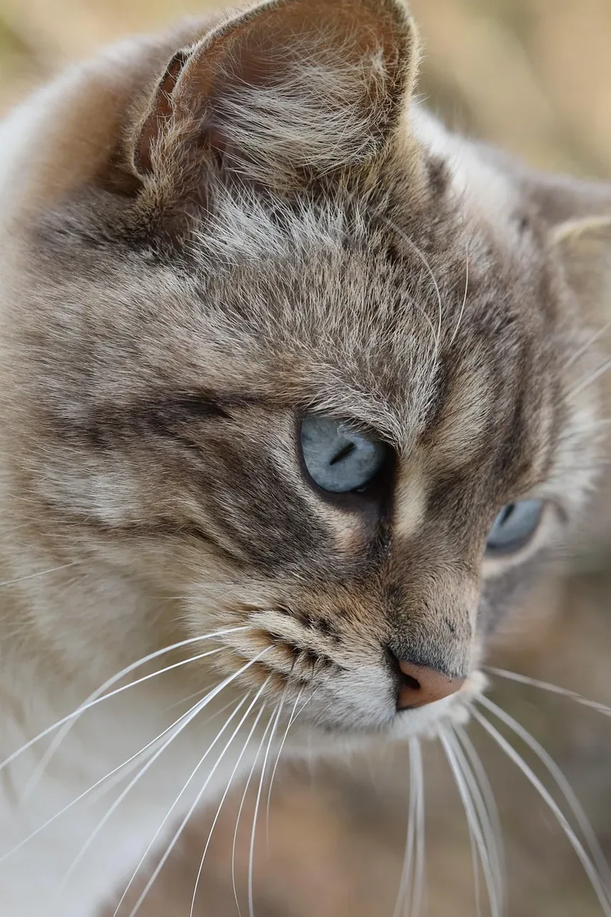 Como Treinar um Gato como Animal de Apoio Emocional