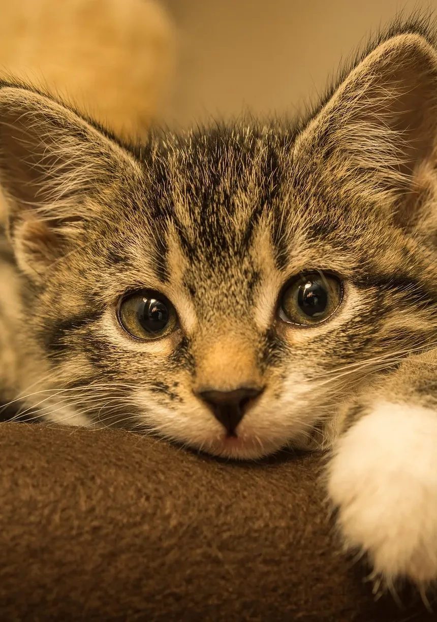 Como Treinar um Gato como Animal de Apoio Emocional
