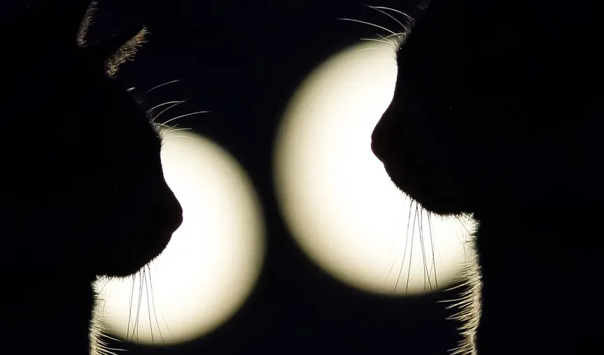 Como Treinar um Gato como Animal de Apoio Emocional