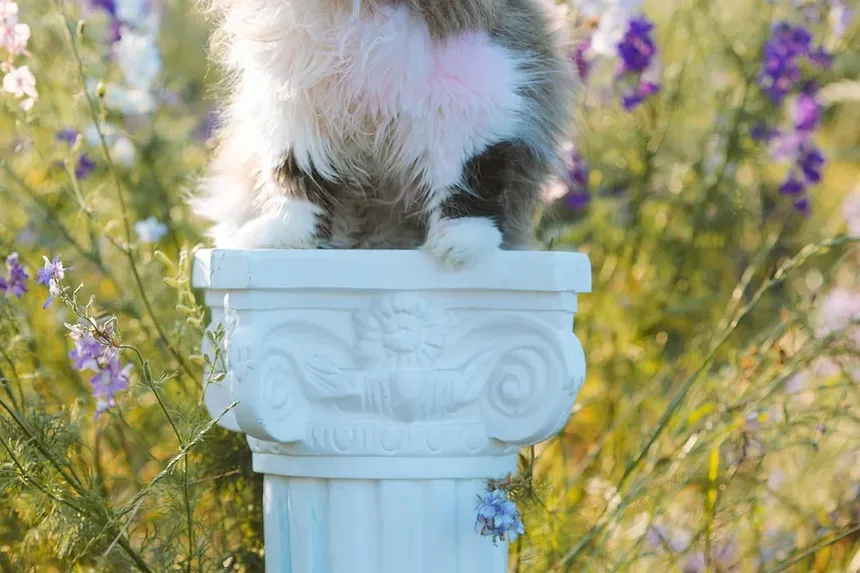 Como Treinar um Gato como Animal de Apoio Emocional