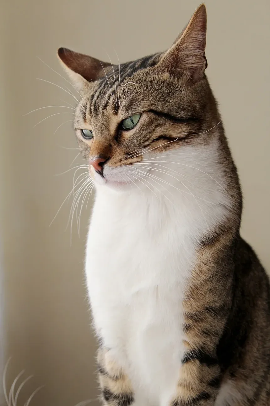 Como Treinar um Gato Aventureiro: Um Guia Completo