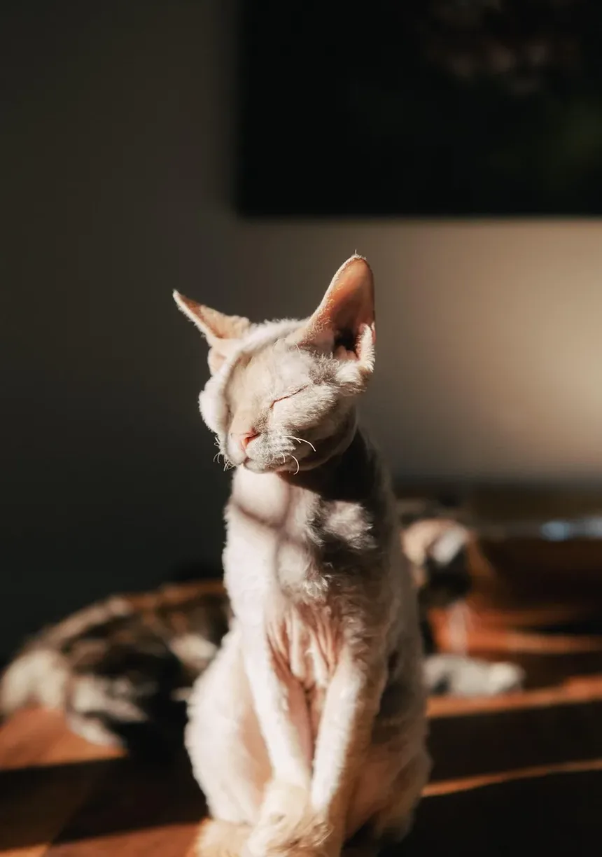 Como Treinar um Gato Aventureiro: Um Guia Completo