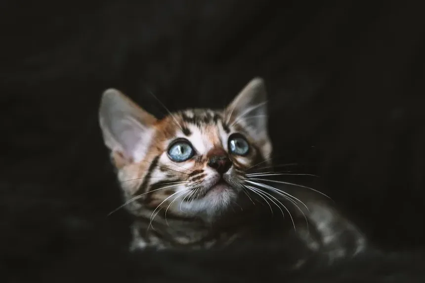 Como Treinar um Gato Aventureiro: Um Guia Completo
