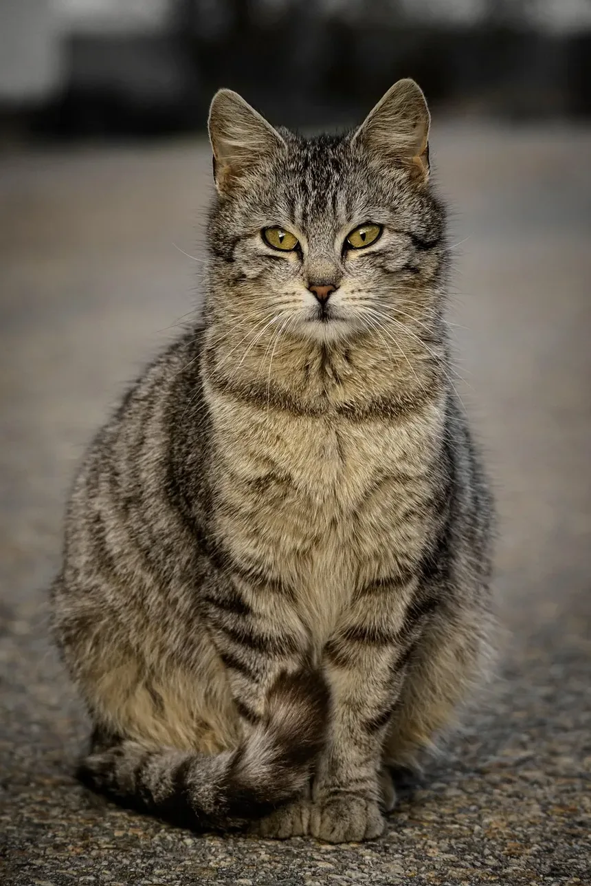 Como Tratar um Gato com Micose