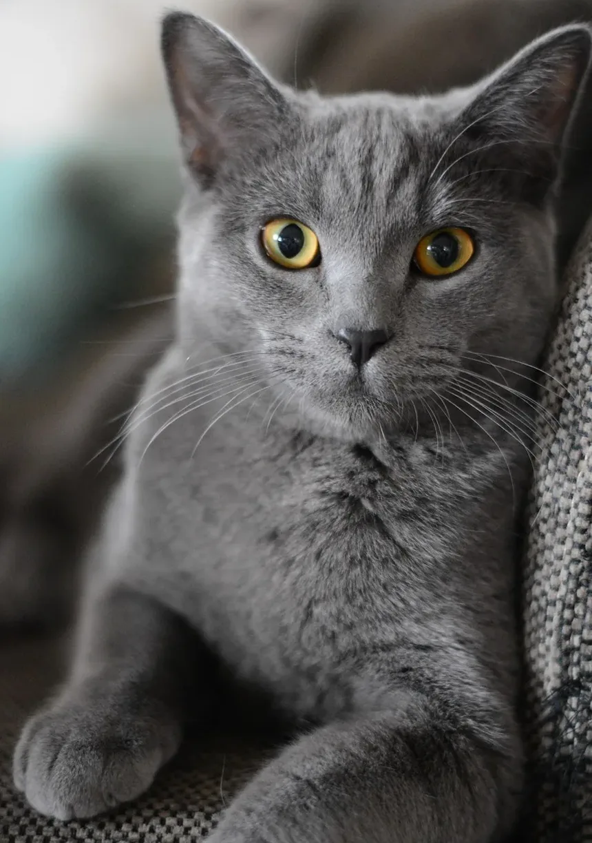 Como Tratar um Gato com Micose