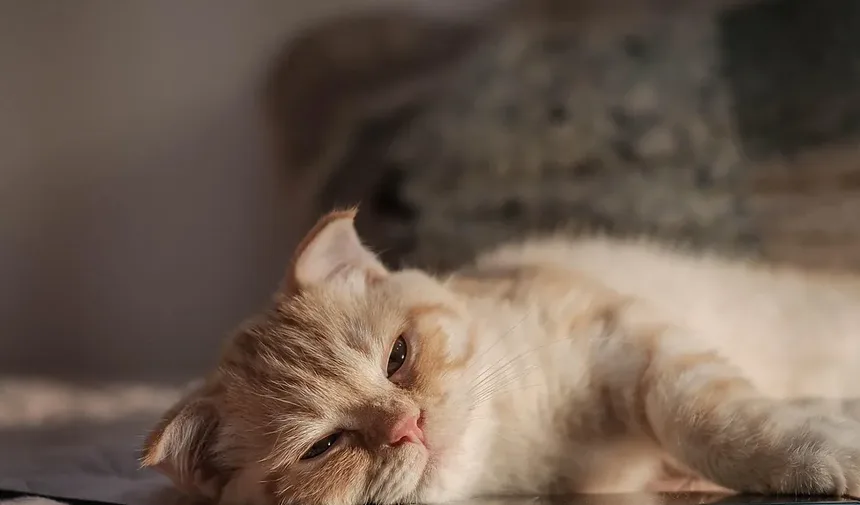 Como Tratar um Gato com Micose
