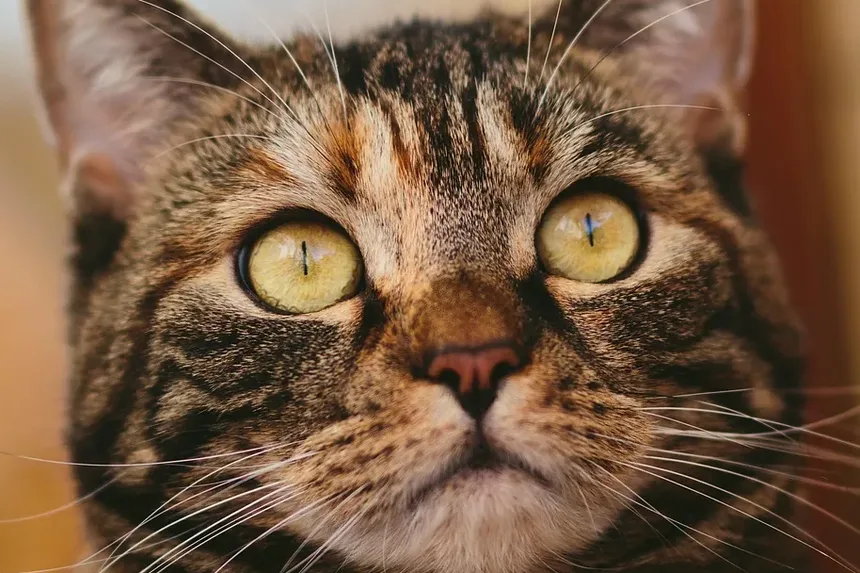 Como Tratar um Gato com Micose