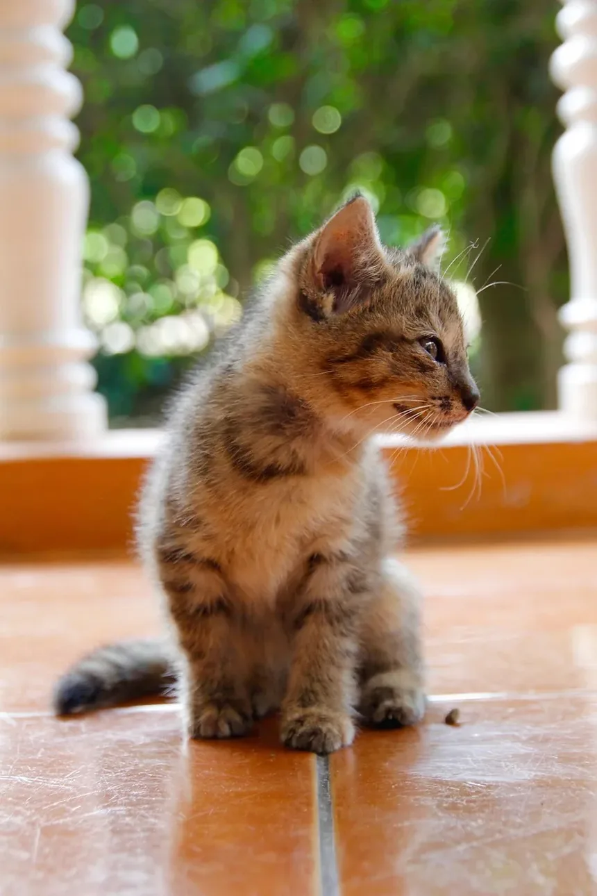 Como Tratar a Pele Escamosa nas Costas do Gato: Um Guia Completo