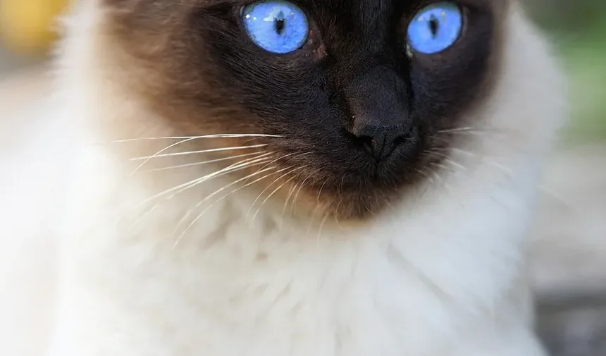 Como Tratar a Pele Escamosa nas Costas do Gato: Um Guia Completo