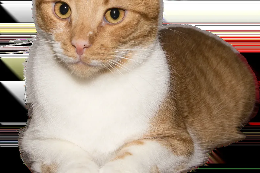 Como Tratar a Pele Escamosa nas Costas do Gato: Um Guia Completo