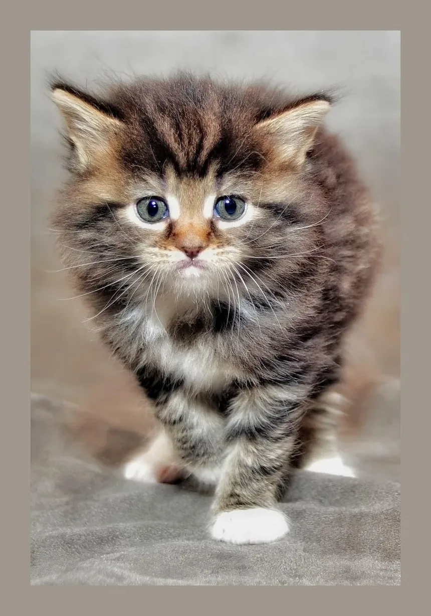 Como Tratar Vermes de Gato em Humanos: Um Guia Completo