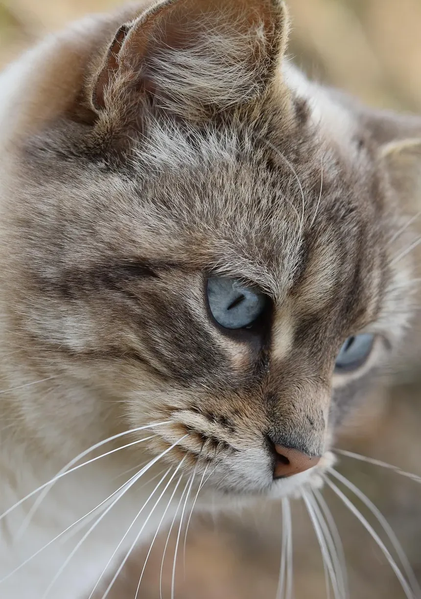 Como Tratar Vermes de Gato em Humanos: Um Guia Completo