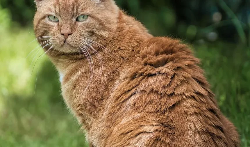 Como Tratar Vermes de Gato em Humanos: Um Guia Completo