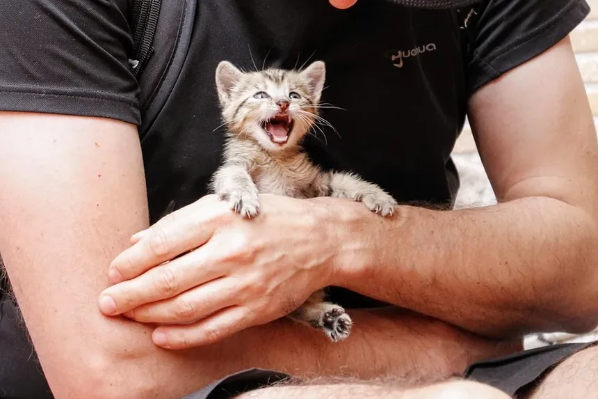 Como Tratar Vermes de Gato em Humanos: Um Guia Completo