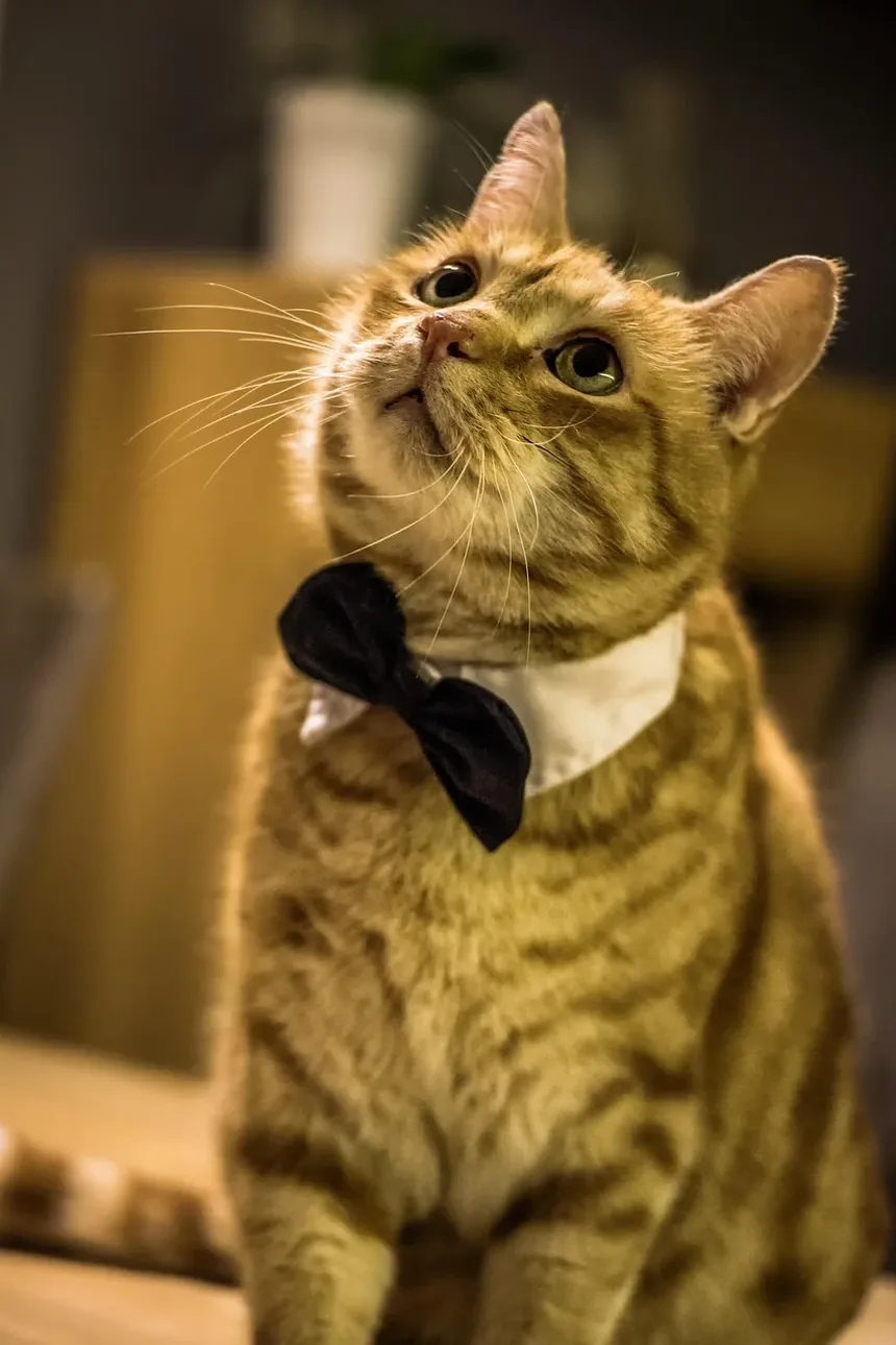 Como Tratar uma Ferida no Gato Perto da Boca: Um Guia Completo