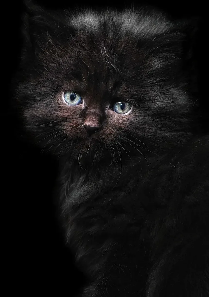 Como Tratar uma Ferida no Gato Perto da Boca: Um Guia Completo