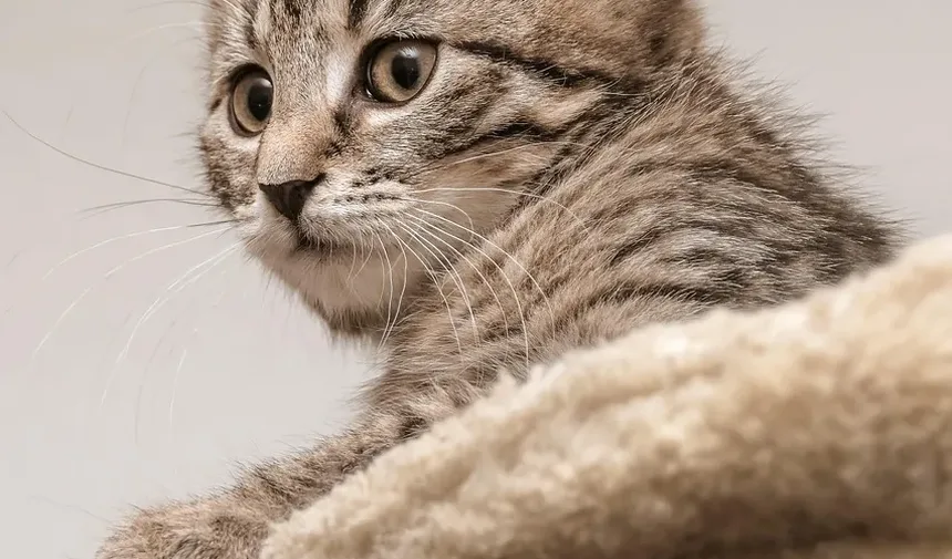 Como Tratar uma Ferida no Gato Perto da Boca: Um Guia Completo