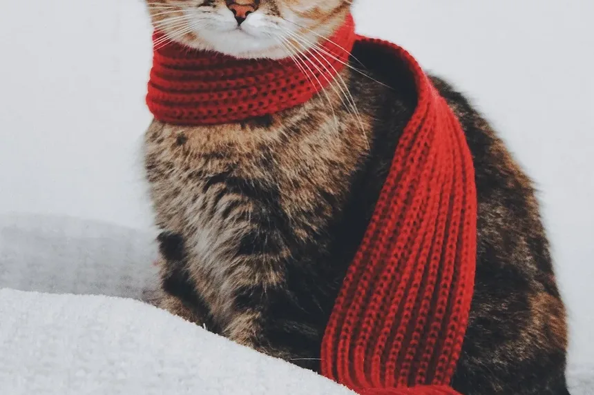 Como Tratar uma Ferida no Gato Perto da Boca: Um Guia Completo