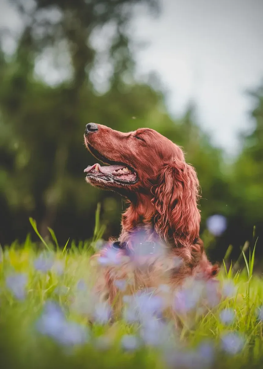 Como Tratar Feridas em Cães em Casa