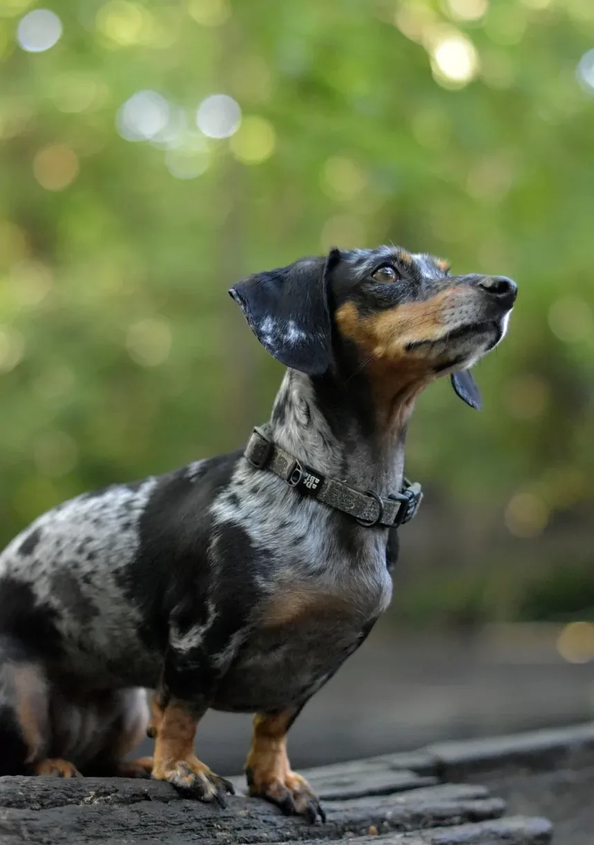 Como Tratar Feridas em Cães em Casa