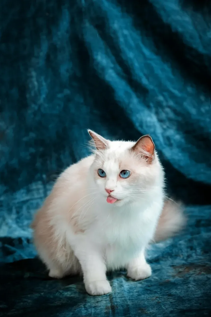 Como Cortar as Unhas do Gato Segundo Jackson Galaxy: Um Guia Completo