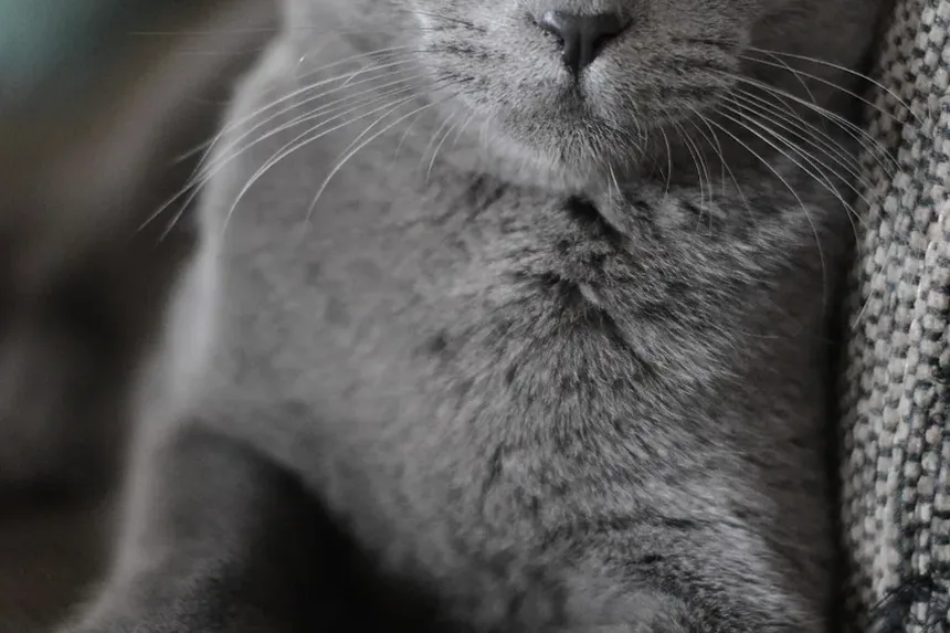 Como Cortar as Unhas do Gato Segundo Jackson Galaxy: Um Guia Completo