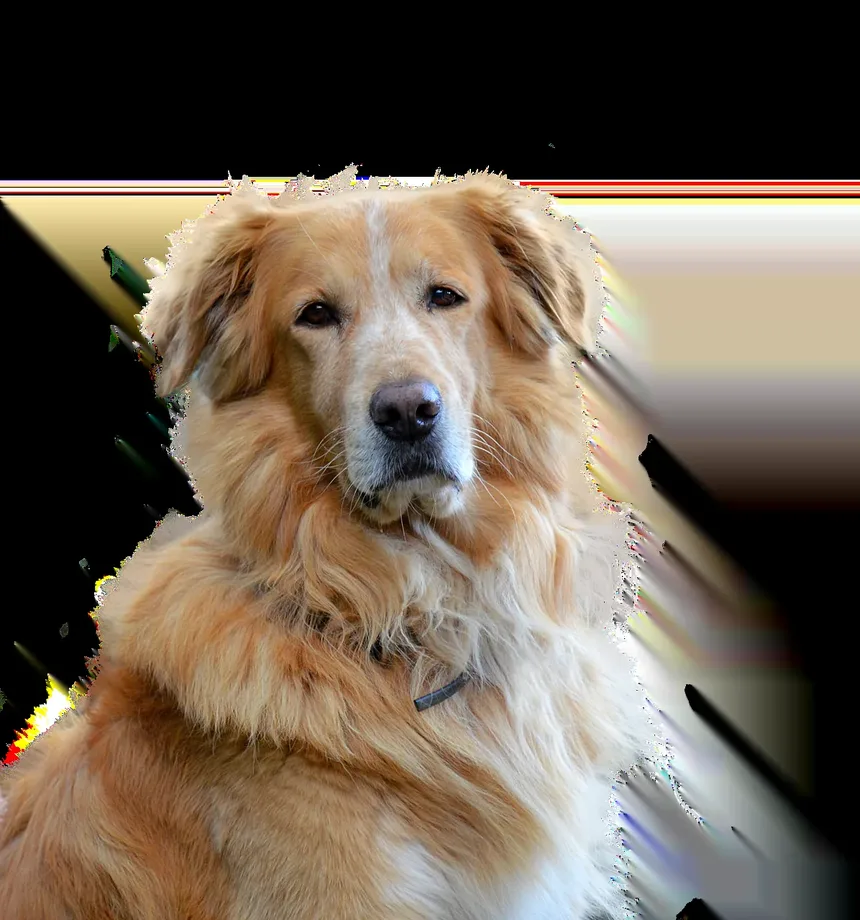 Existe um Remédio Caseiro para Pulgas em Cães?