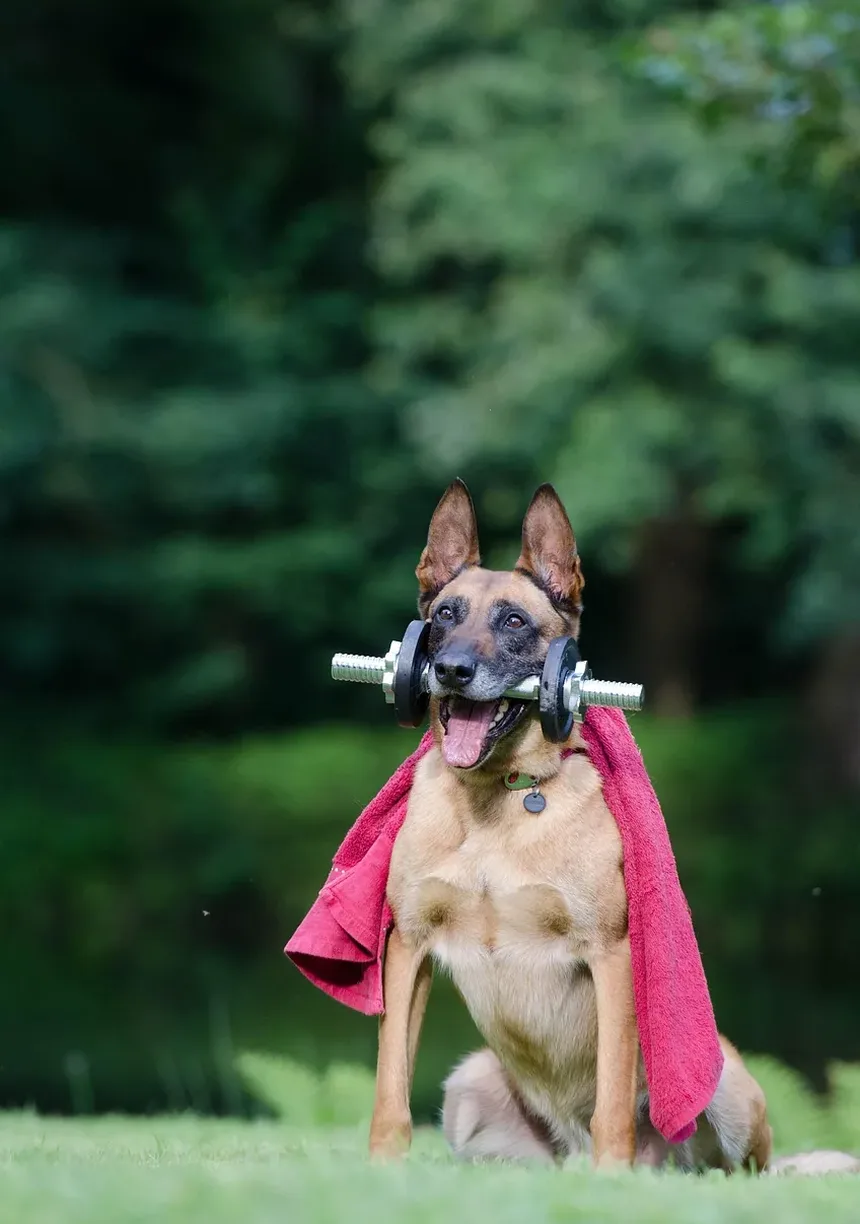 Existe um Remédio Caseiro para Pulgas em Cães?