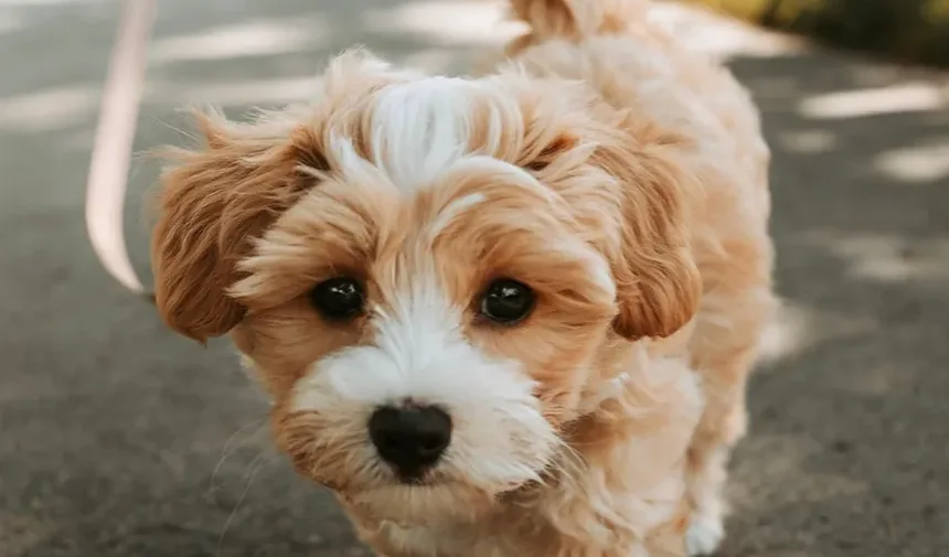 Existe um Remédio Caseiro para Pulgas em Cães?