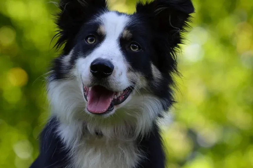 Existe um Remédio Caseiro para Pulgas em Cães?
