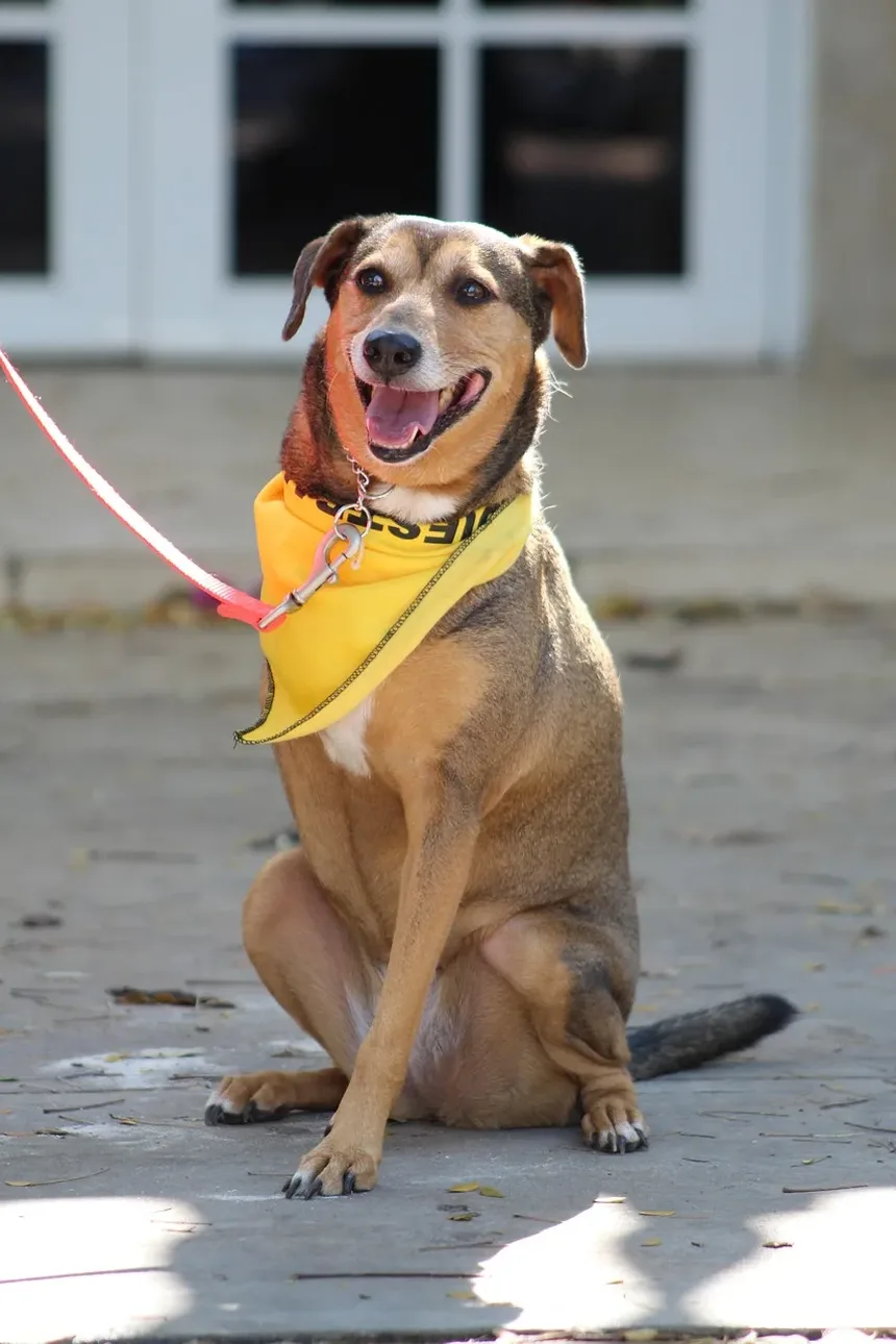 Alívio Natural para Alergias nos Olhos dos Cães: Remédios e Estratégias Eficazes