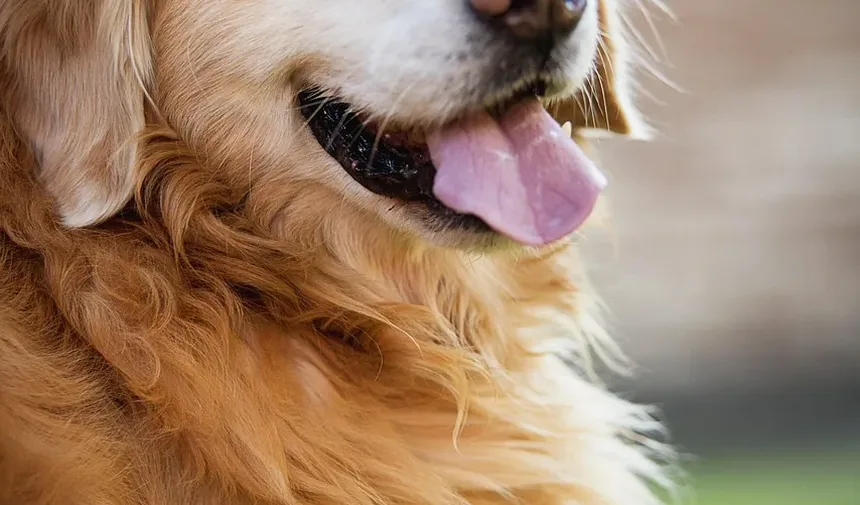 Alívio Natural para Alergias nos Olhos dos Cães: Remédios e Estratégias Eficazes