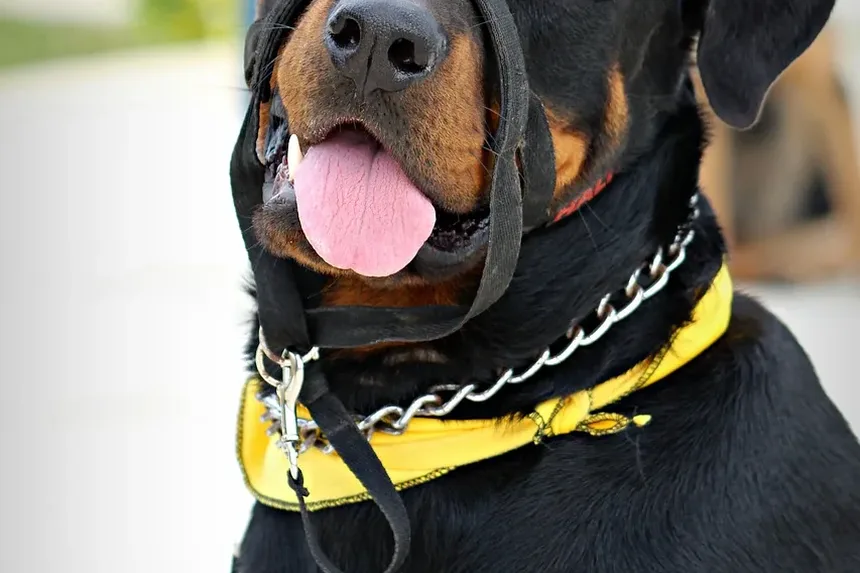 Alívio Natural para Alergias nos Olhos dos Cães: Remédios e Estratégias Eficazes