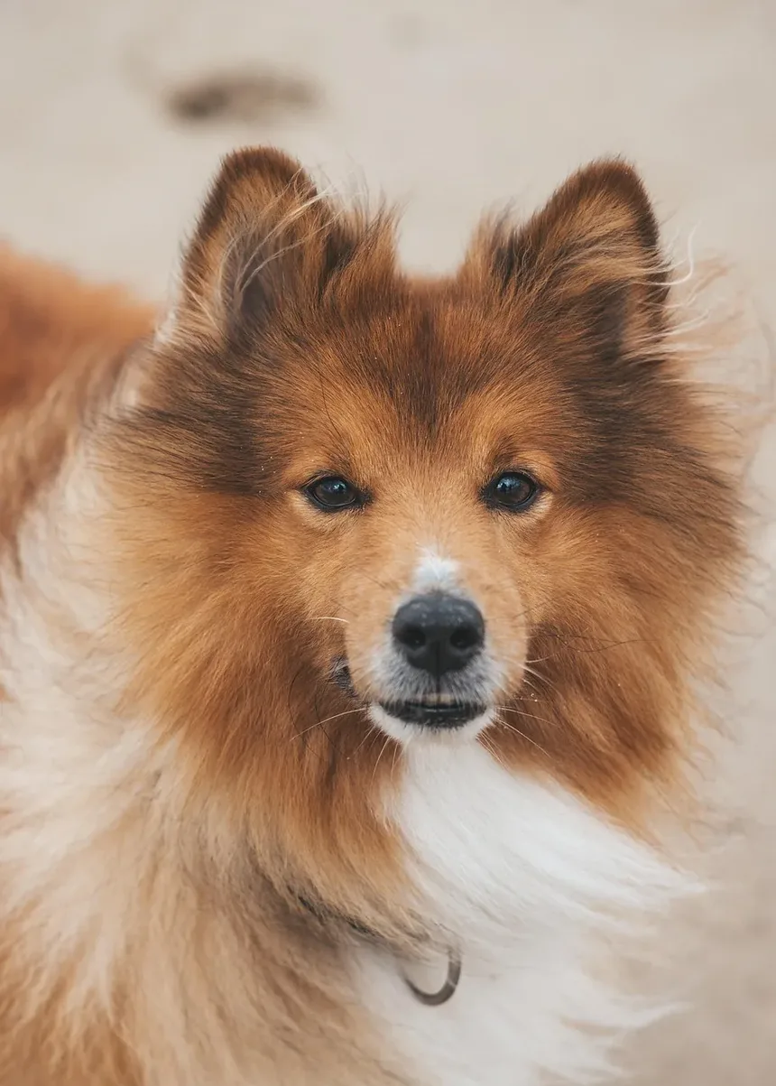 Remédios Naturais Caseiros para Acalmar Cães: Estratégias Eficazes para Ansiedade em Pets