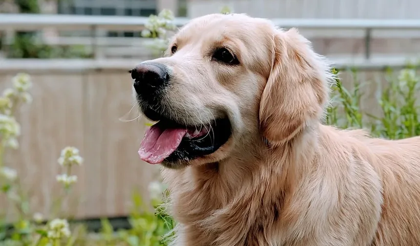 Remédios Naturais Caseiros para Acalmar Cães: Estratégias Eficazes para Ansiedade em Pets