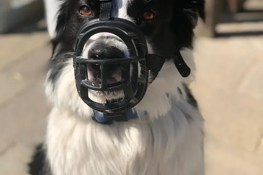 Remédios Naturais Caseiros para Acalmar Cães: Estratégias Eficazes para Ansiedade em Pets