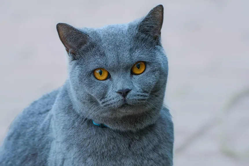 R/coolguides no Reddit: Um Guia Legal sobre Como Saber se Seu Gato Está com Dor