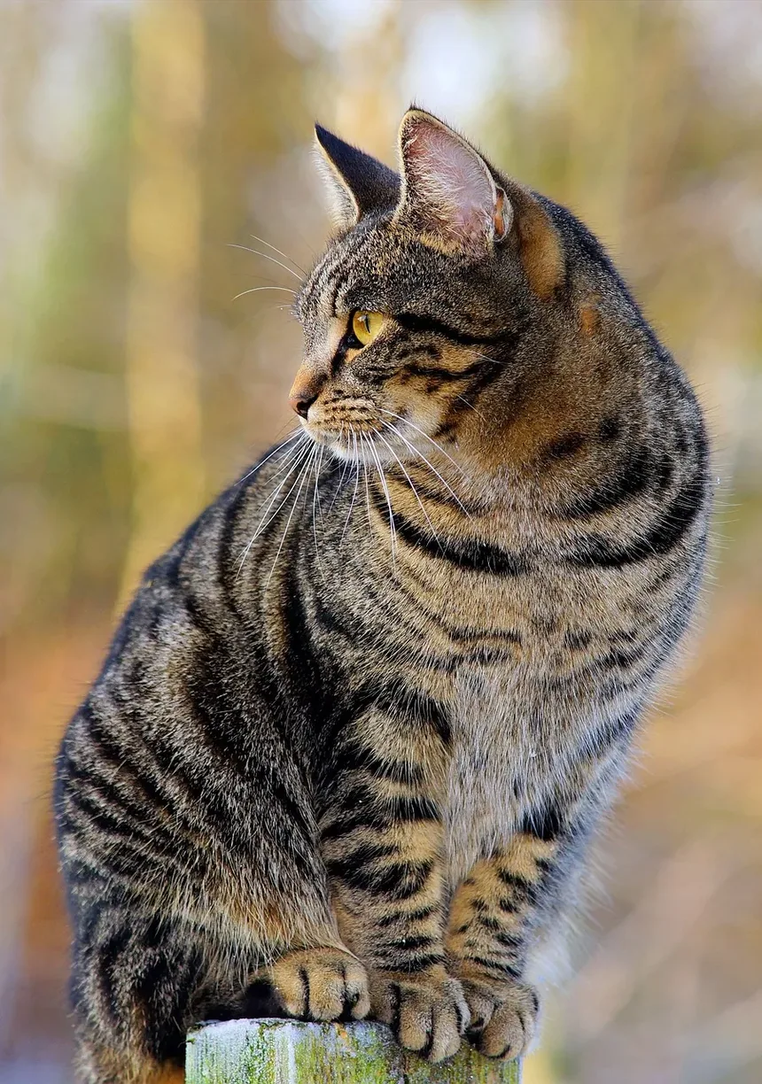 Sinais de Enjoo de Carro em Gatos: Compreendendo e Gerenciando o Enjoo de Movimento Felino