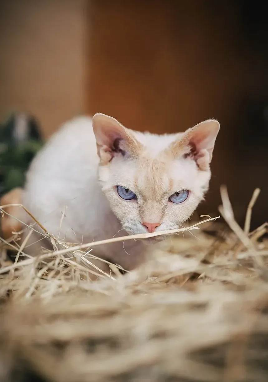 Sinais de Intoxicação por Minoxidil em Gatos: O que Todo Dono de Gato Deve Saber