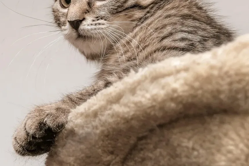 Sinais de Intoxicação por Minoxidil em Gatos: O que Todo Dono de Gato Deve Saber